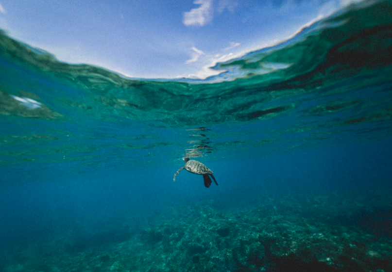 Los océanos podrían perder su capacidad de absorber el carbono