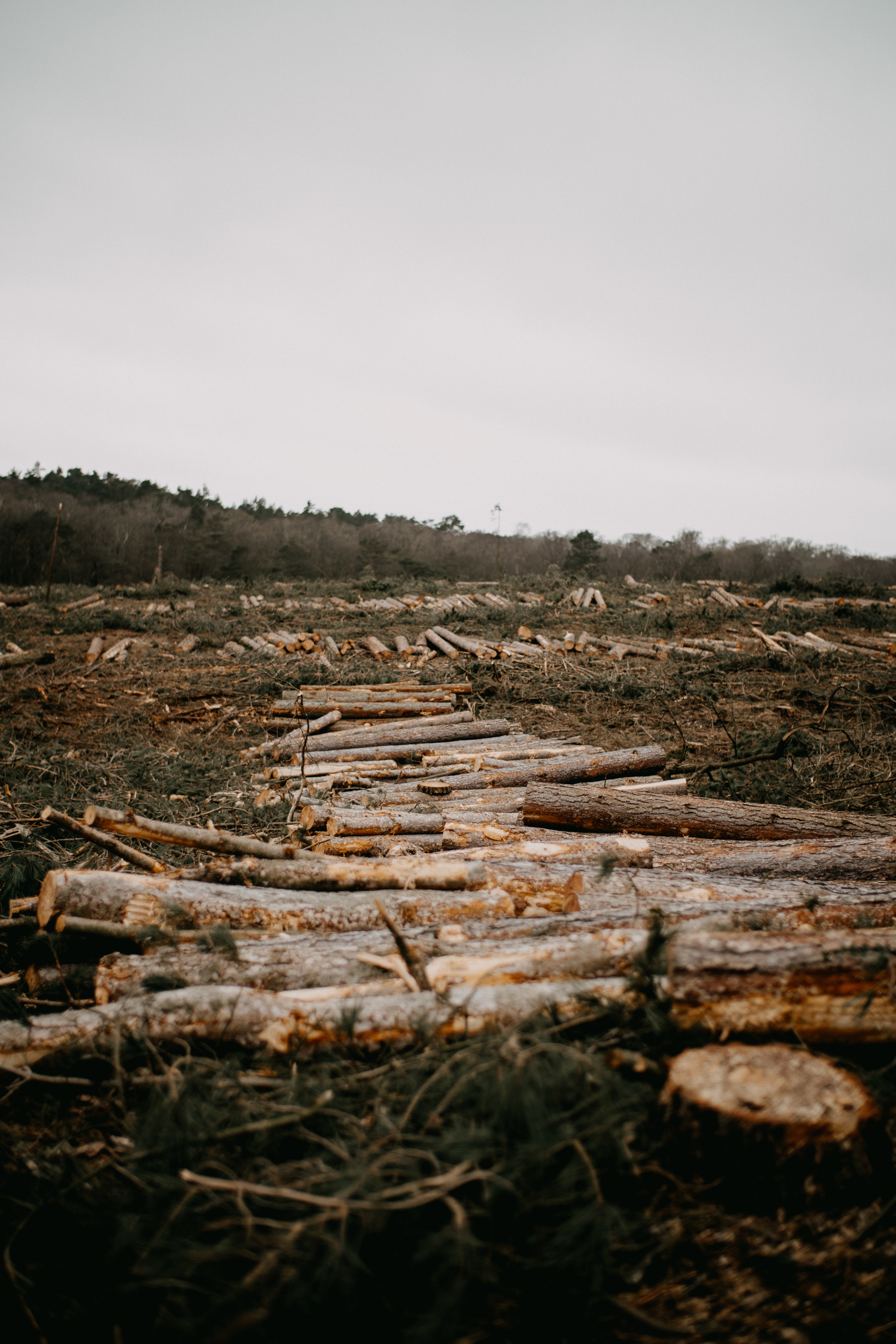La pérdida forestal pone en riesgo el cumplimiento de acuerdo de la COP26