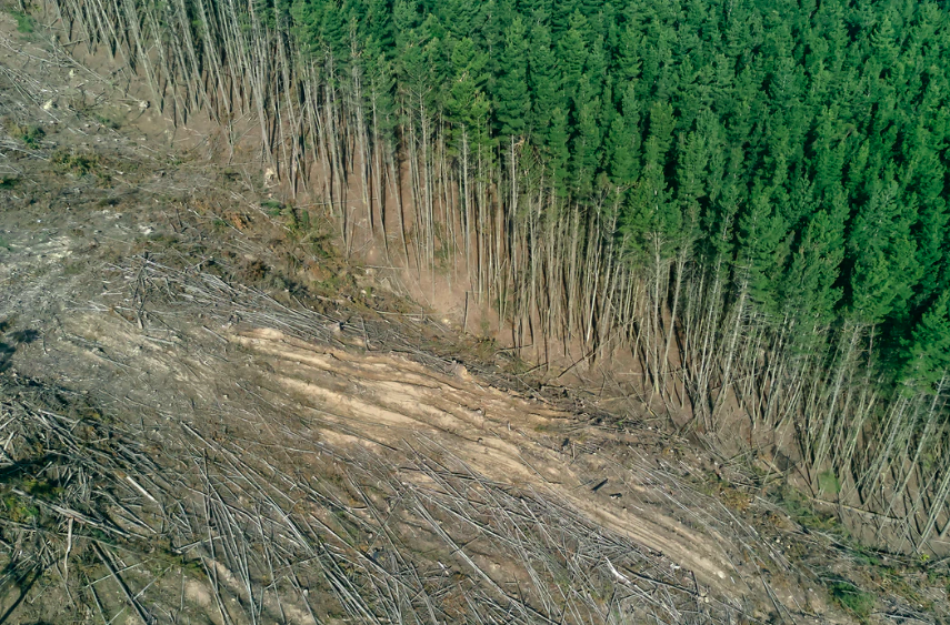 La deforestación mundial está agravada por las tendencias de consumo