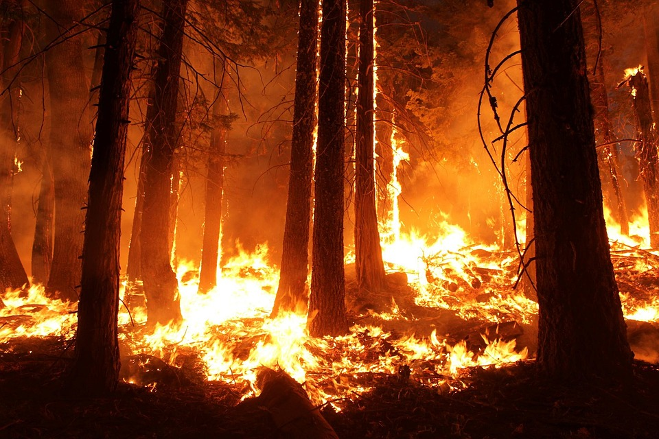 El impacto de los incendios recientes sobre el clima global y el medio ambiente. 