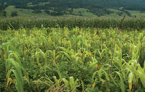 Agricultura de carbono