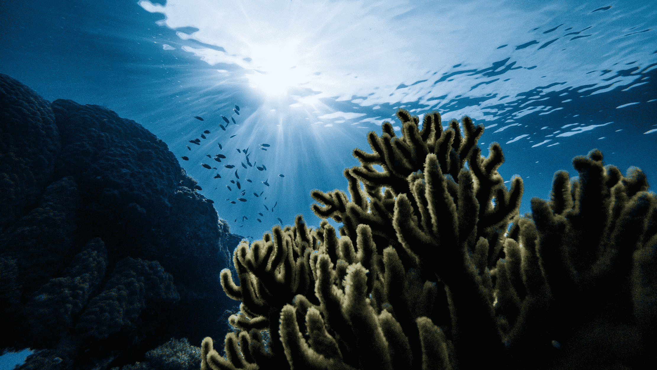 Subestiman absorción de carbono atmosférico en los océanos