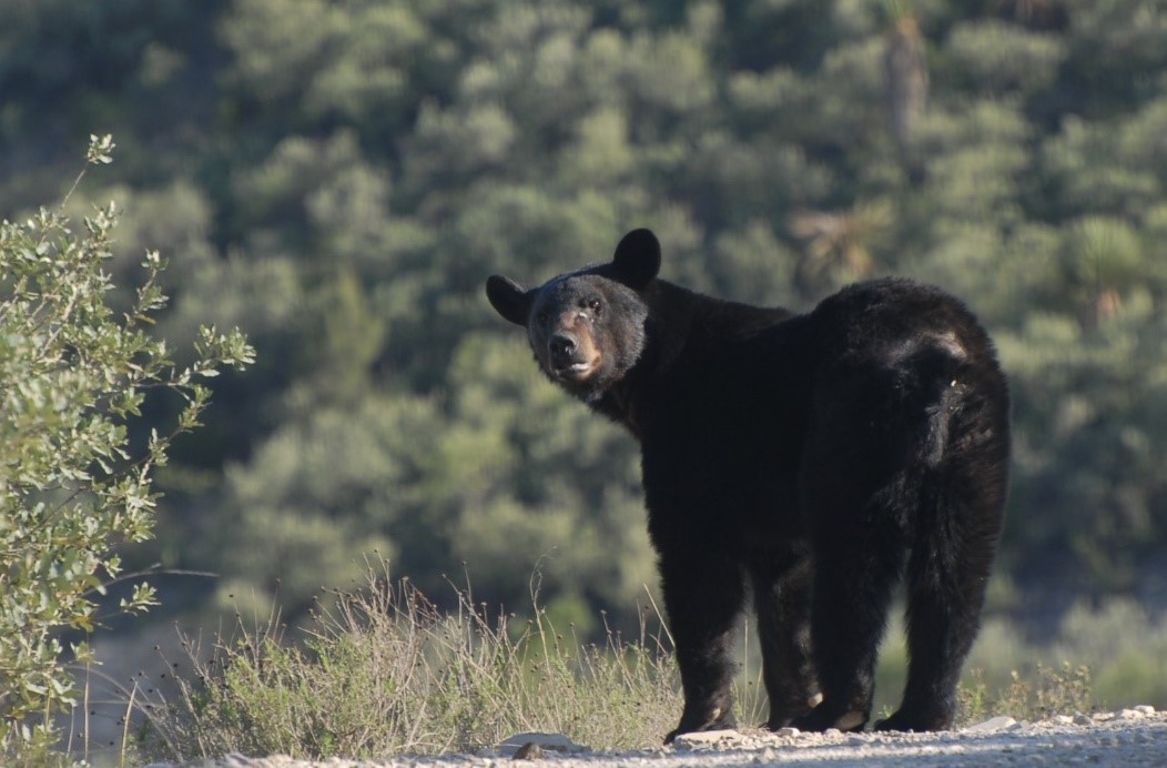 Banorte reafirma su a a la conservación del oso negro